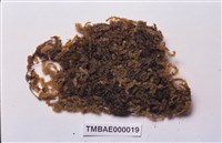 Aerobryopsis subdivergens (Broth.) Broth. Collection Image, Figure 2, Total 9 Figures